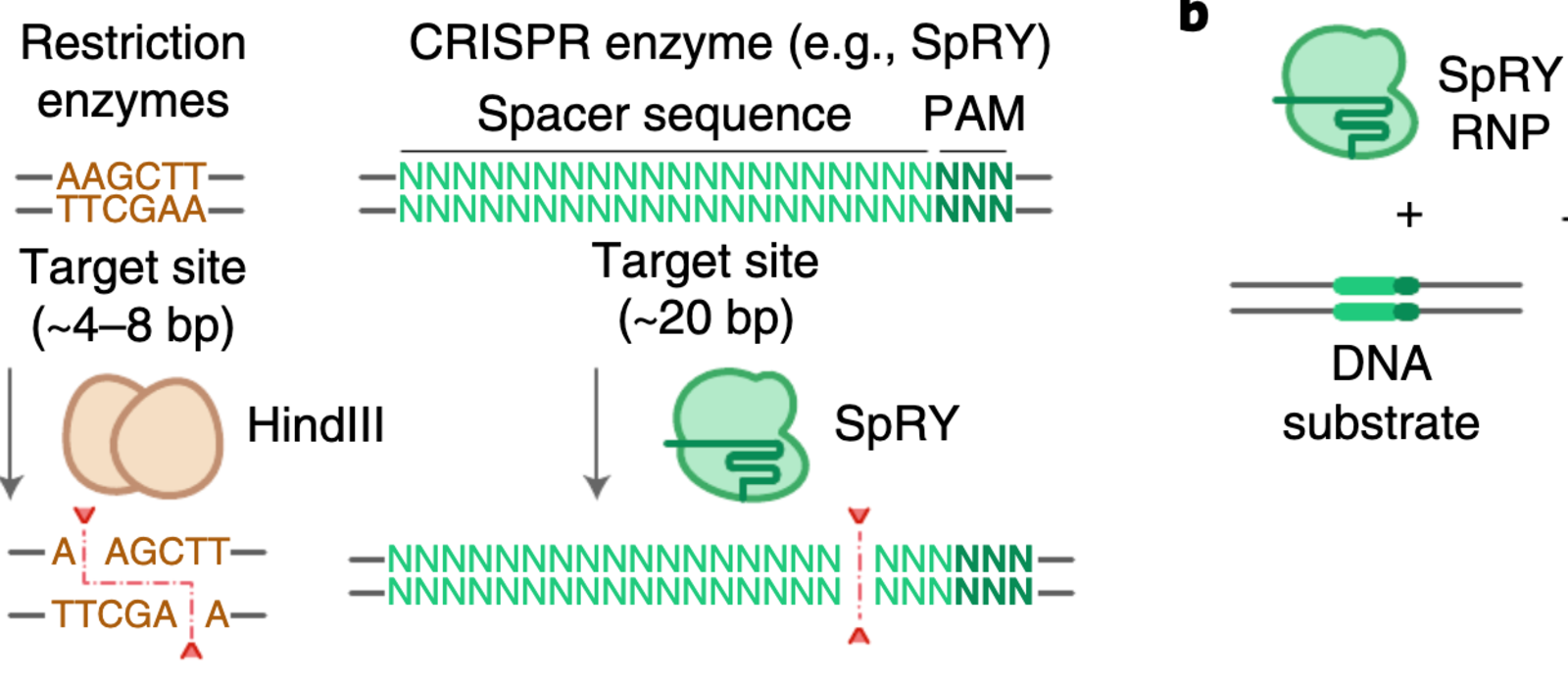 A novel Cas9 variant for precise cleavage of DNA bases