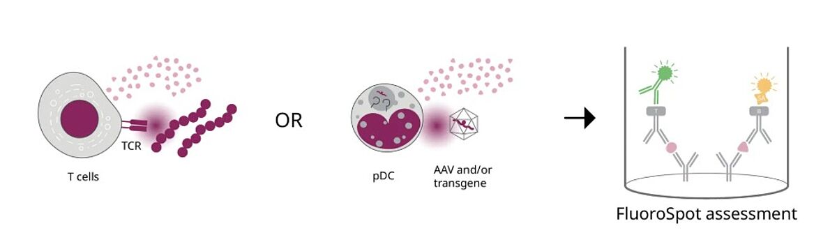 Immune cells can be isolated before and after AAV gene therapy to assess their immunogenicity using AAV or transgene-derive peptide pools. Additionally, innate responses to the AAV and transgene themselves are tested, specifically plasmacytoid dendritic cells (pDCs) and other innate drivers of IFN type I responses.