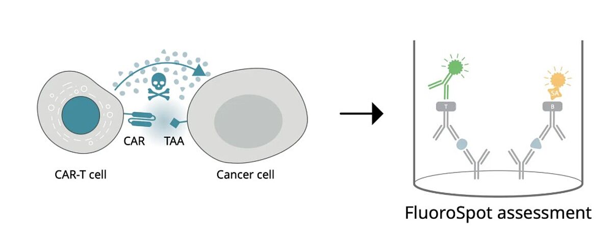 CAR-T cell functionality can be assessed with FluoroSpot by directly challenging the cells with cancer cells expressing the tumor-associated antigen (TAA) or with the TAA itself. Functioning cells will secrete the analytes of interest (IFN- γ, granzyme B, perforin, IL-2, or TNF-α) that can be detected with FluoroSpot.