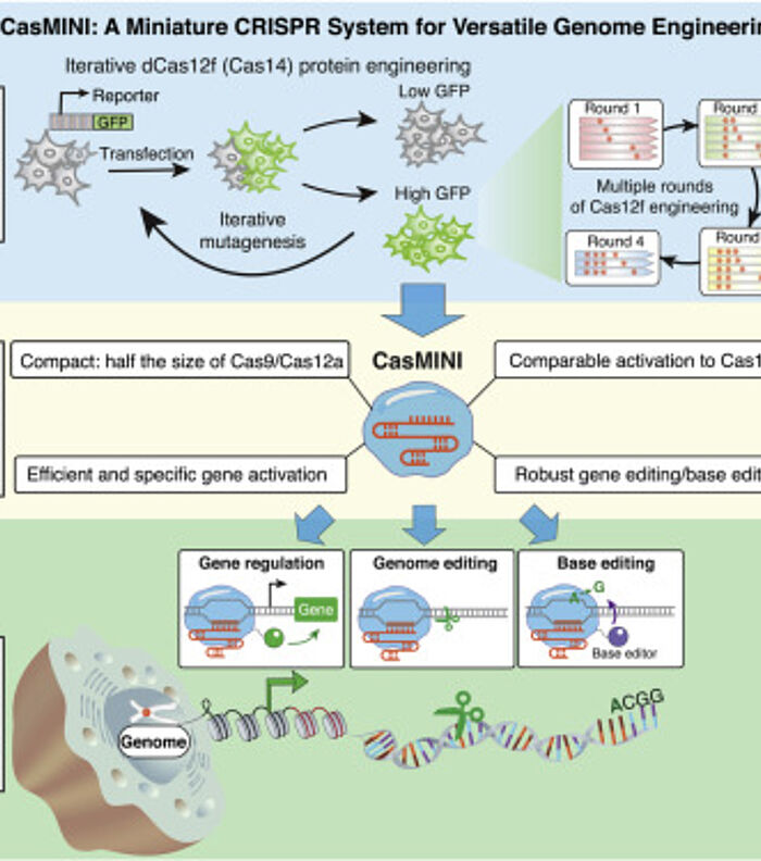 CasMINI: The next generation of genome engineering