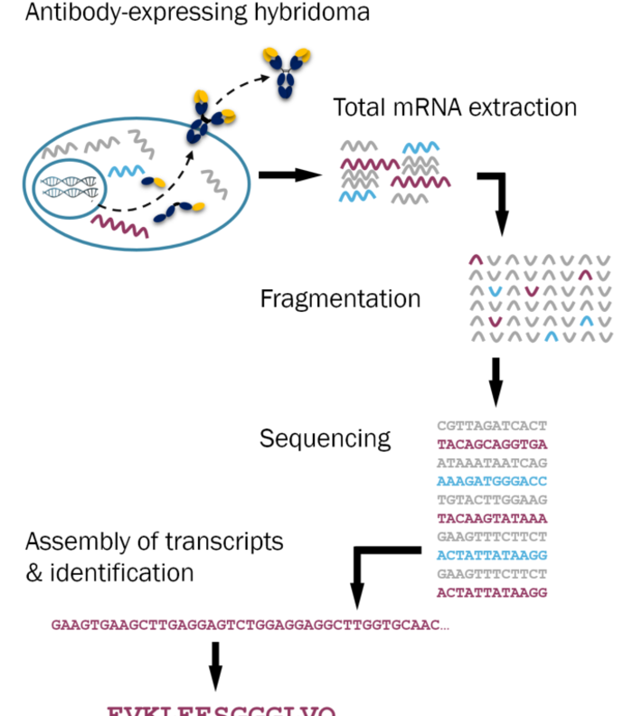 Antibody Sequencing and Recombinant Expression