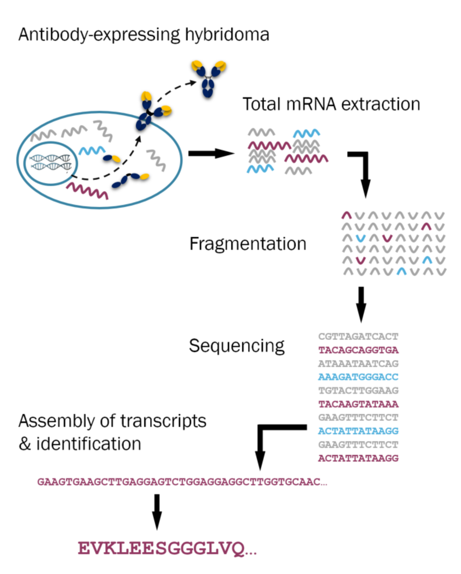 Antibody Sequencing and Expression