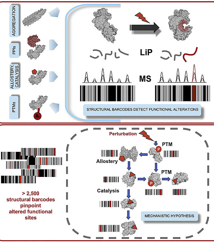Proteomics analysis of functional alterations in proteins