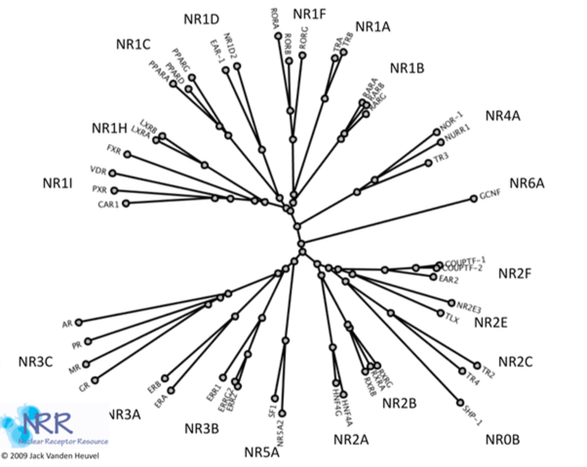 Phylogeny and Nomenclature