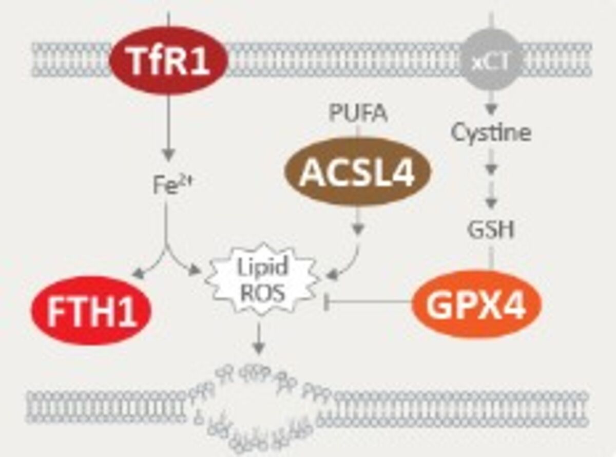 Ferroptosis Regulator