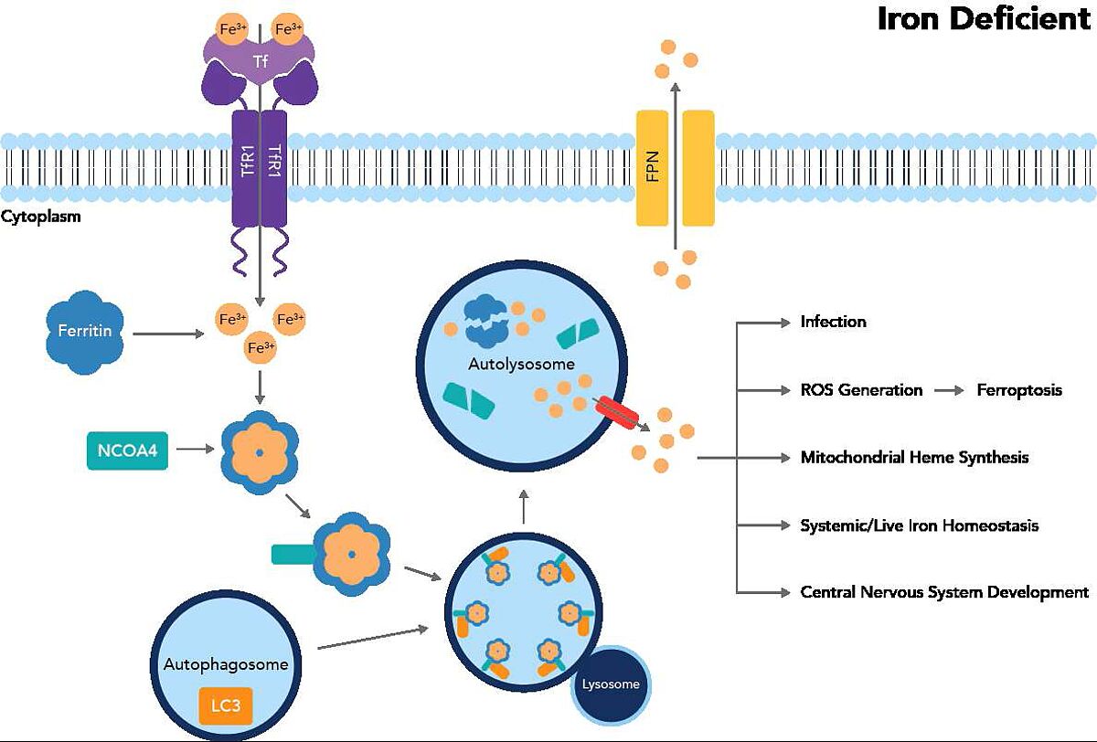 Figure 1: Ferritinophagy pathway