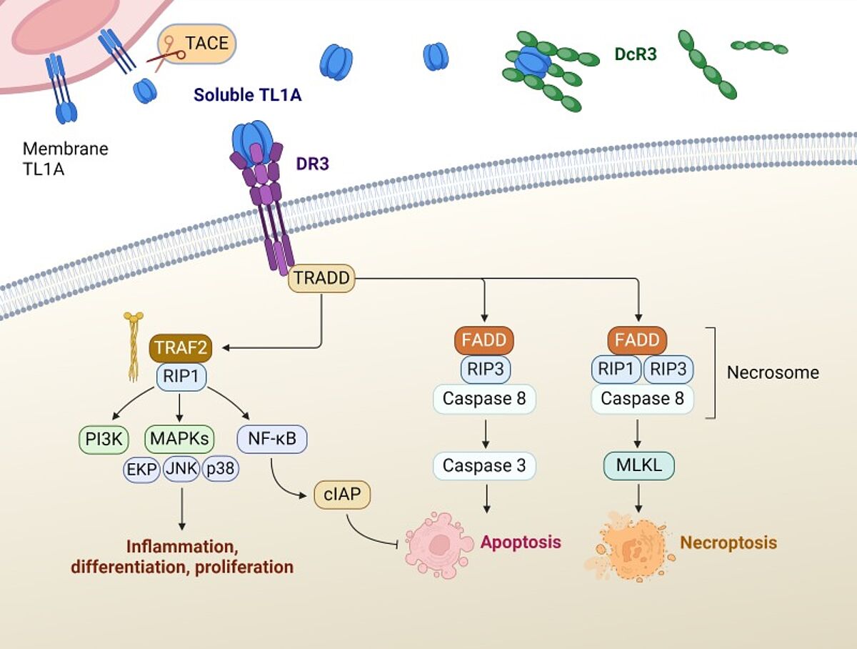 Figure 1. Signaling pathways of TL1A:DR3. Adapted from Xu, WD, et.al. 2022 (1).