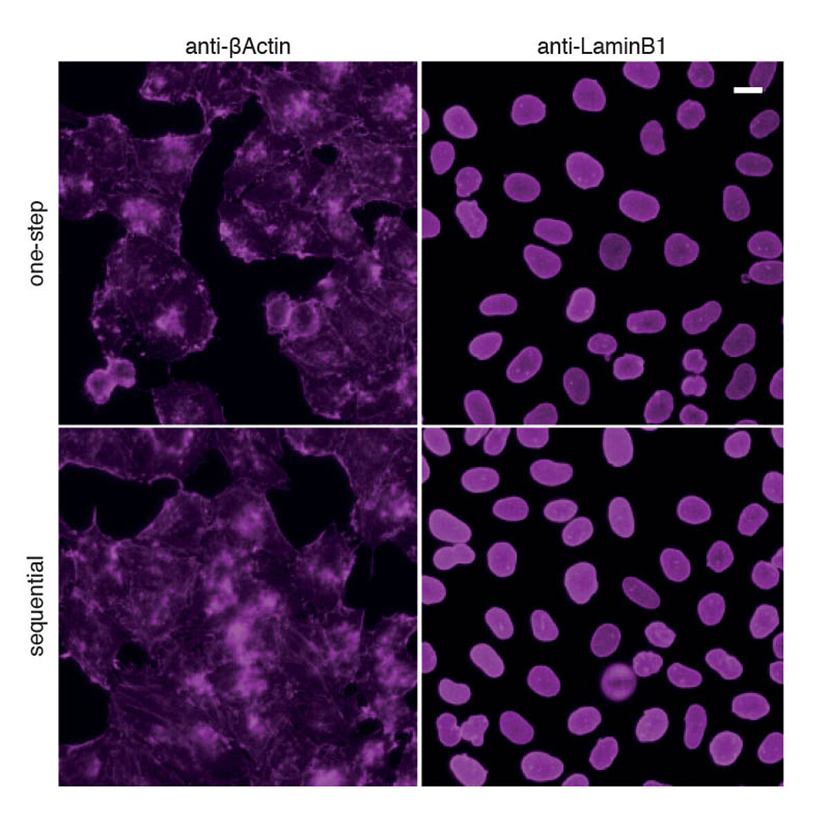 Faster staining