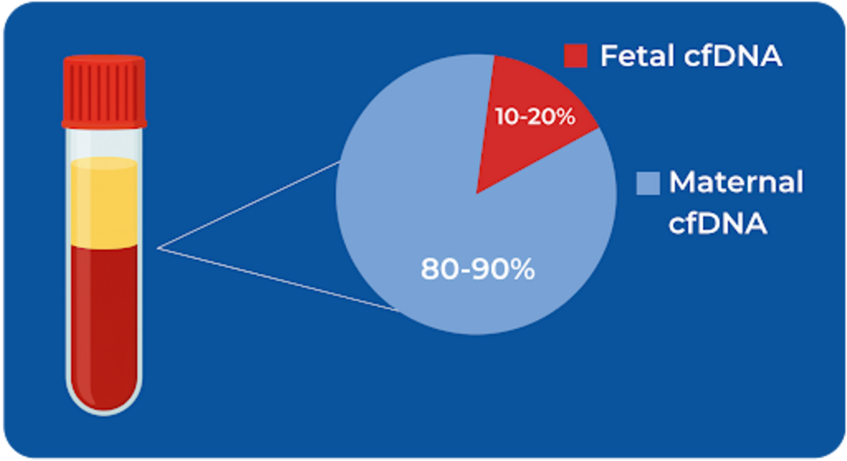 Graph of maternal cfDNA vs fetal cfDNA component in blood