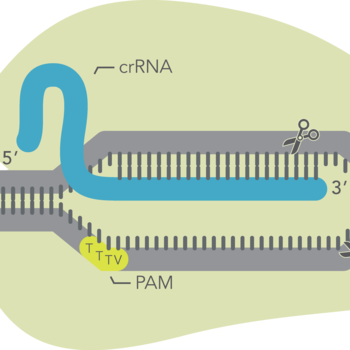 Gene Editing with the CRISPR-Cas12a System