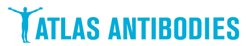 Atlas Antibodies - Targeting all human proteins