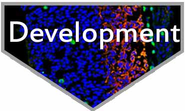 Antibodies for developmental biology by GeneTex