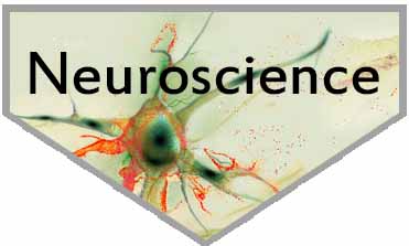 Primary antibodies for neuroscience by GeneTex