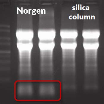 Norgen's Total RNA kit isolates ALL RNA
