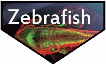 GeneTex antibodies for your zebrafish research