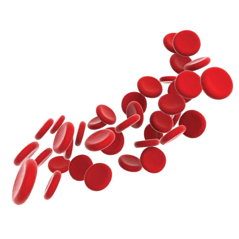 research-donors-portfolio-red_blood_cells